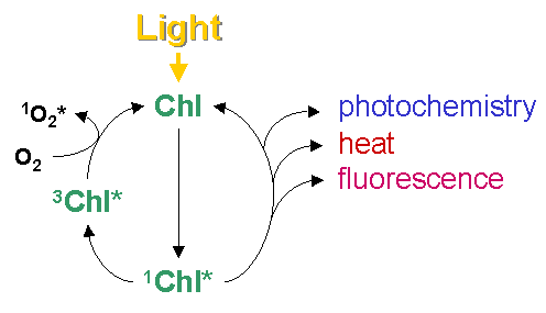 fluorescence chlorophyll