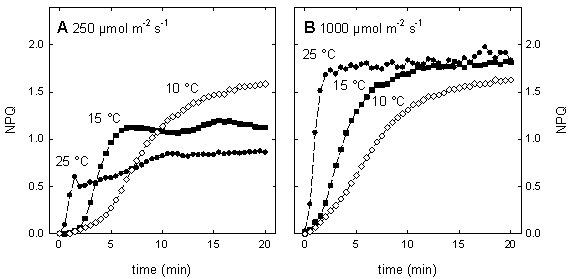 Temperature dependence of the induction of non-photochemical quenching (NPQ) in maize leaves at moderate and at high light intensity