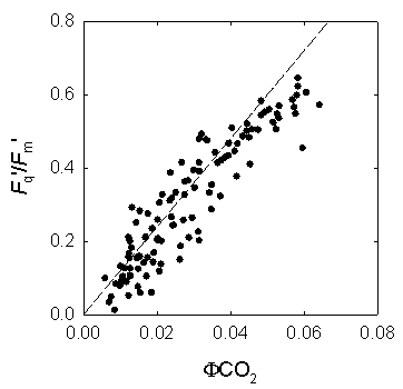 The relation between quantum efficiency of PSII and quantum efficiency of CO2 fixation in maize leaves grown in the field