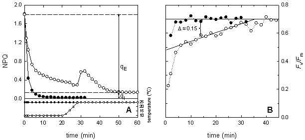 Temperature dependence of the dark relaxation of NPQ and Fv/Fm in maize leaves